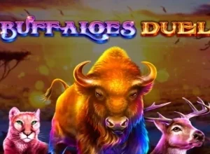Buffaloes Duel